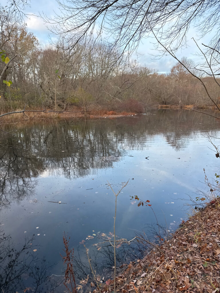 a body of water with trees around it (MyCoast AI)