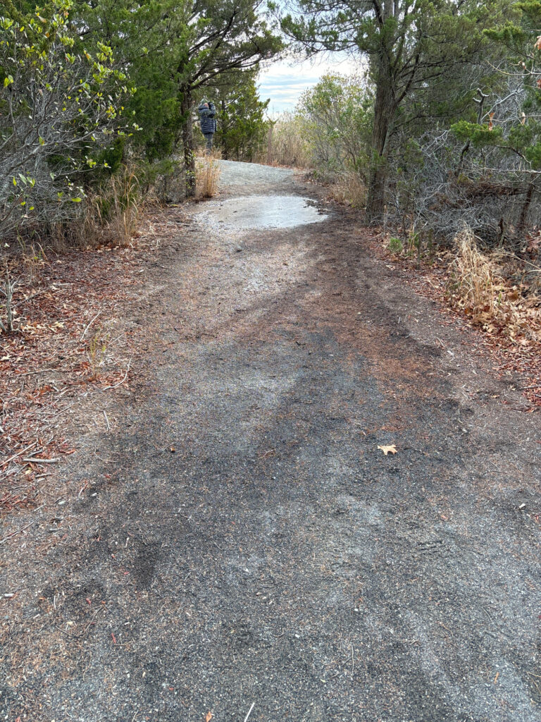 a dirt path in a wooded area (MyCoast AI)