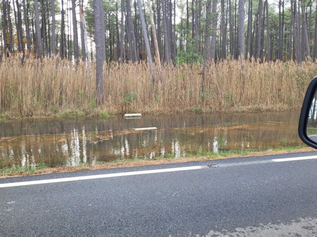 a road next to a body of water with trees on the side (MyCoast AI)