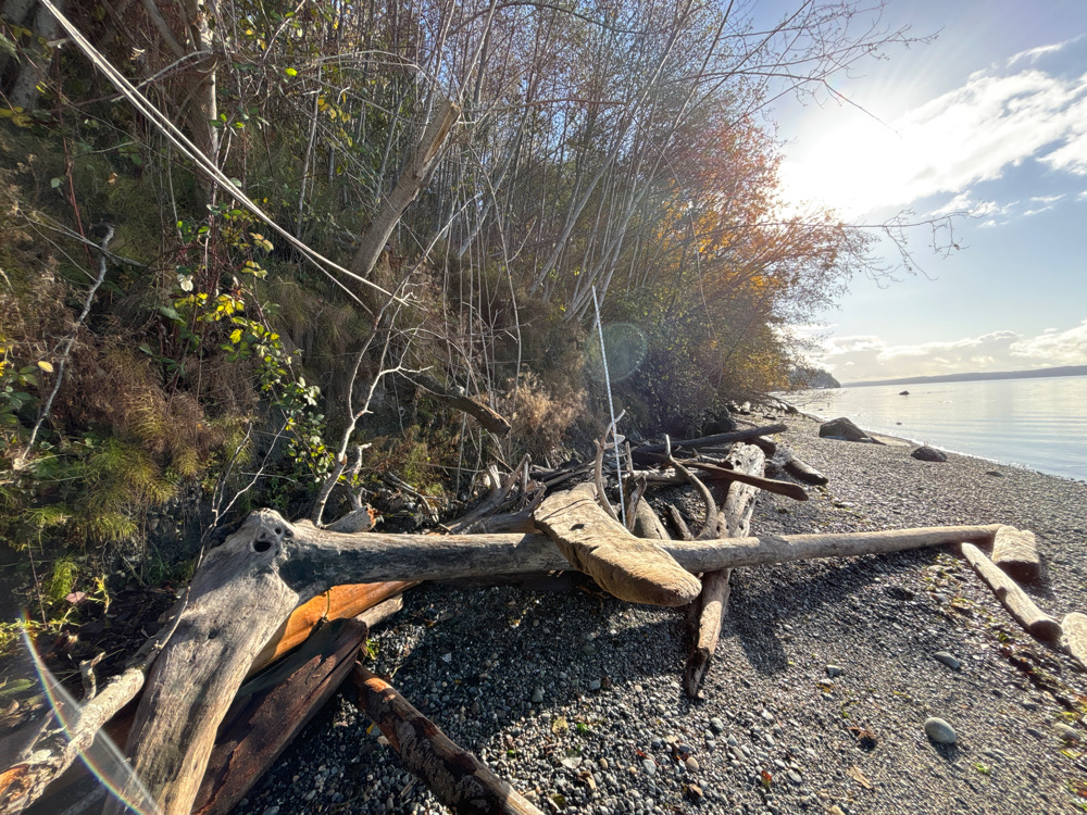 a group of logs on a beach (MyCoast AI)
