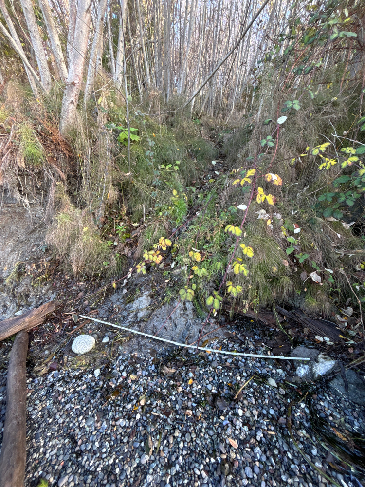 a small stream with yellow flowers (MyCoast AI)