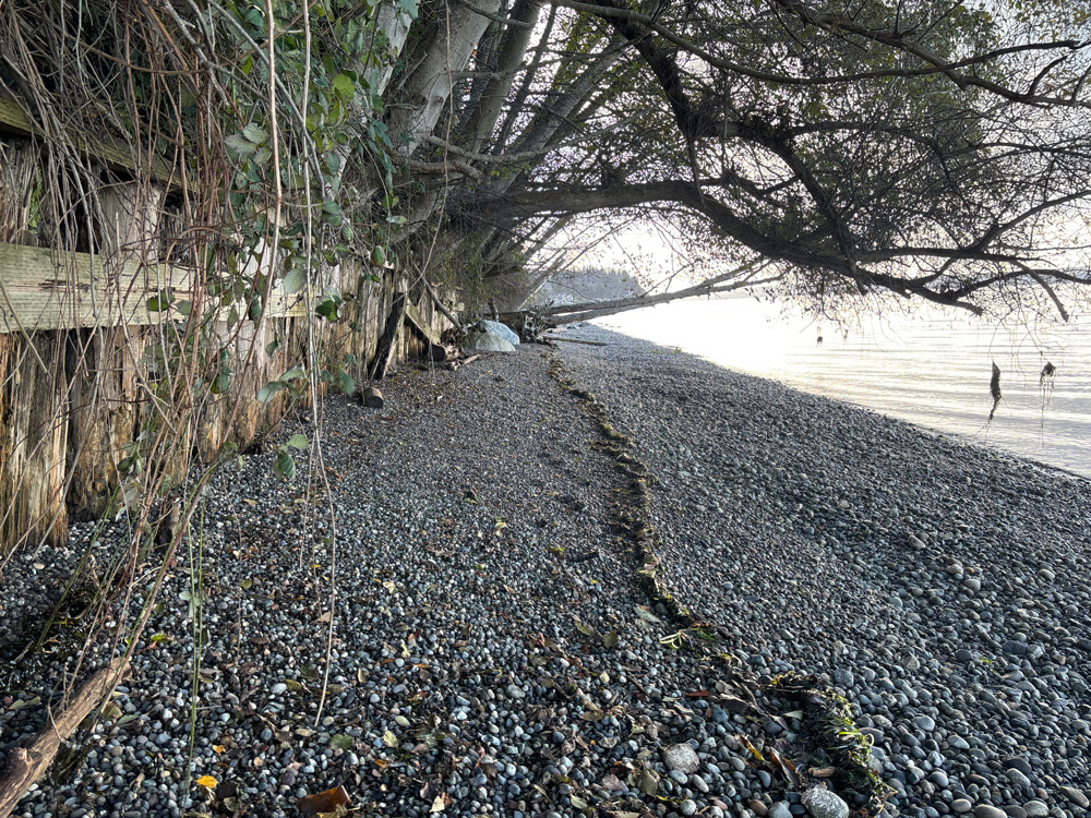 a path with rocks and trees on the side (MyCoast AI)
