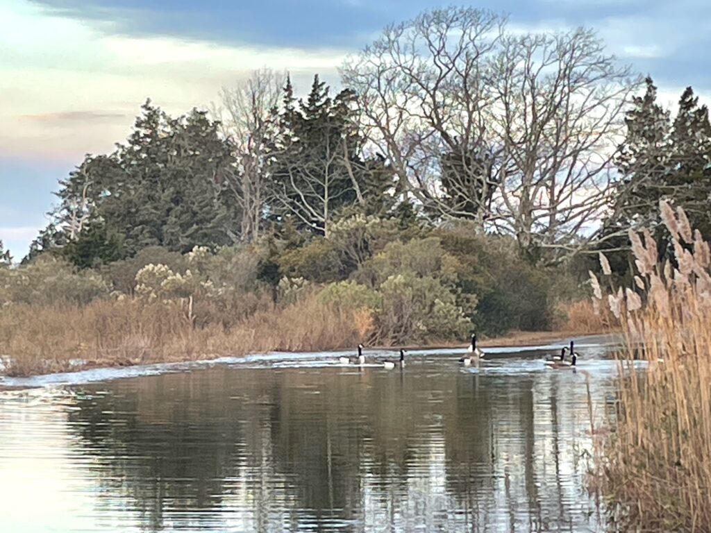 a group of birds on a river (MyCoast AI)
