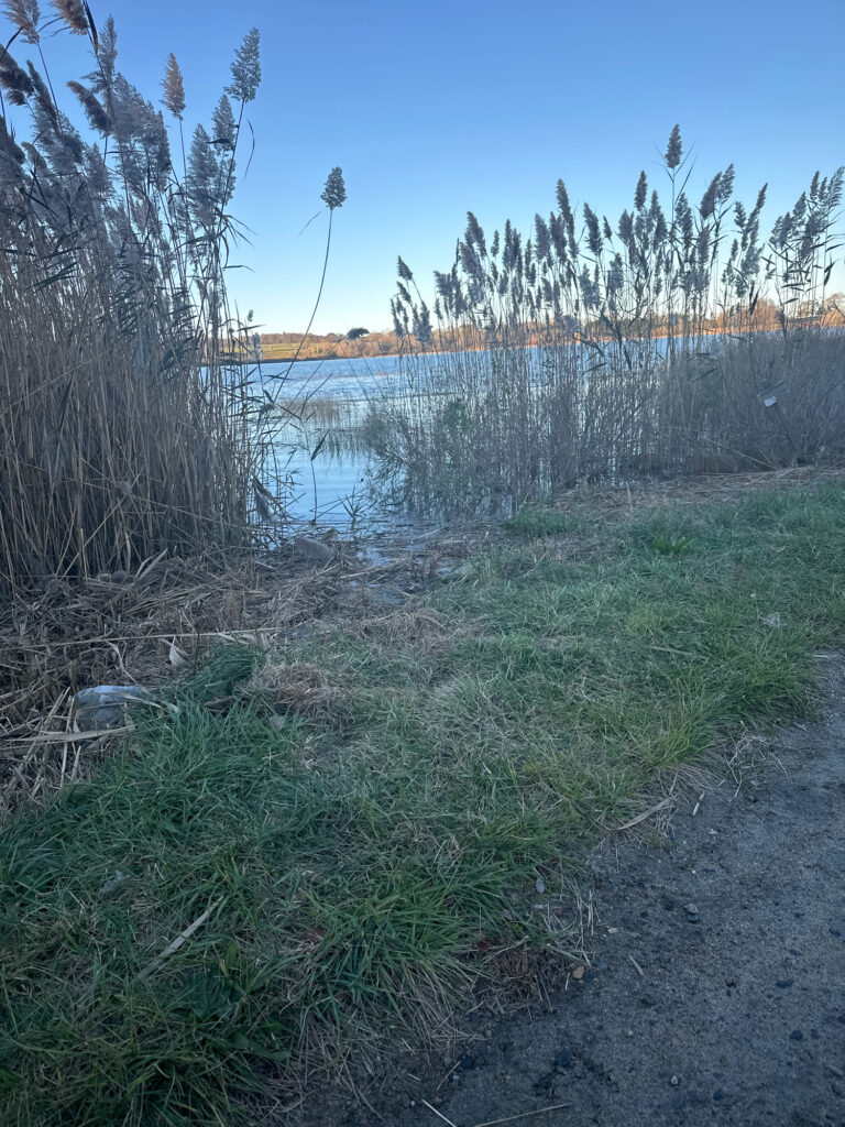 a body of water with grass and trees around it (MyCoast AI)