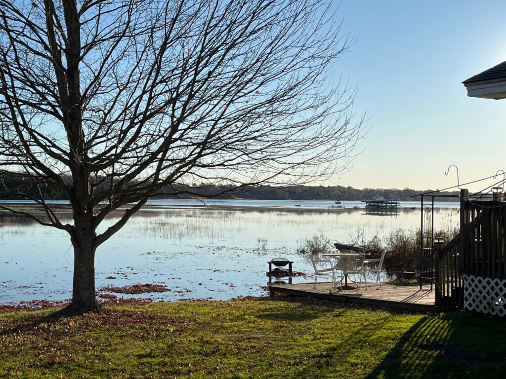 a tree next to a body of water (MyCoast AI)