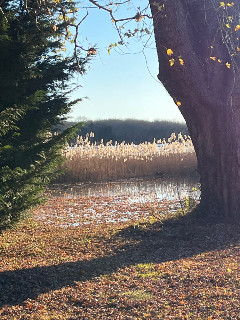 a tree next to a body of water (MyCoast AI)