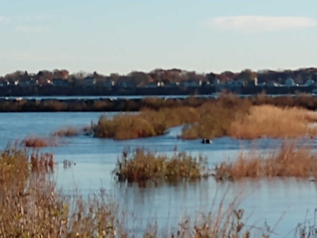 a body of water with grass and trees around it (MyCoast AI)