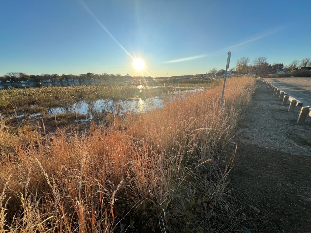 a road next to a body of water with tall grass and a sunny day (MyCoast AI)