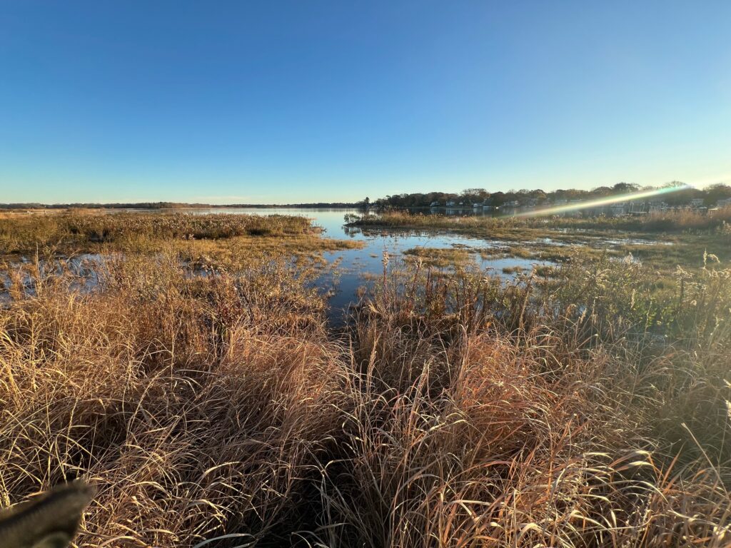 a marshy area with a body of water in the distance (MyCoast AI)