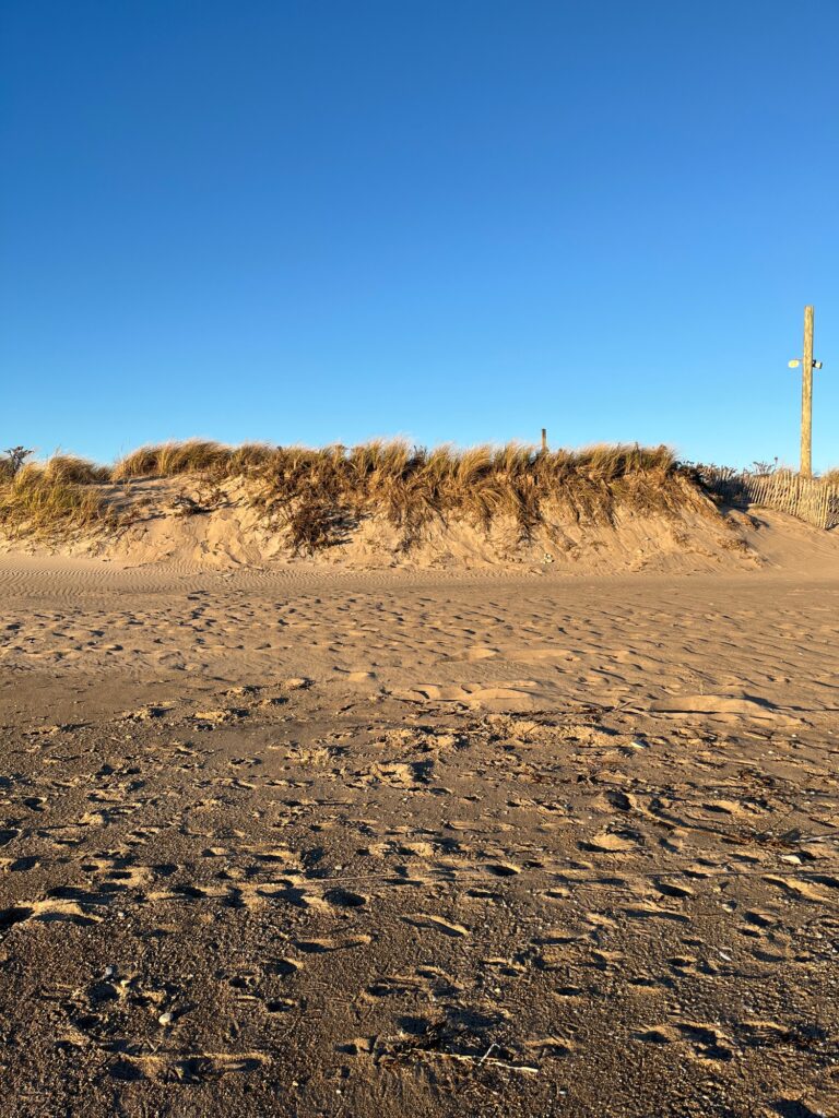a sandy area with bushes and a hill in the background (MyCoast AI)
