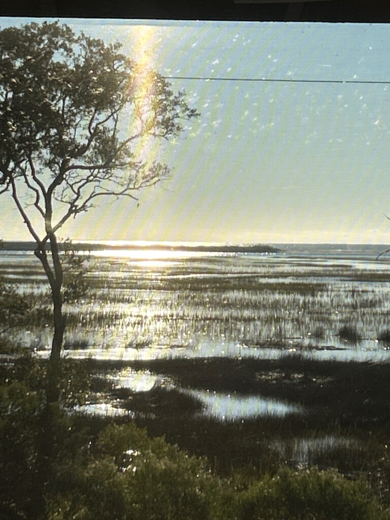 a tree next to a body of water (MyCoast AI)