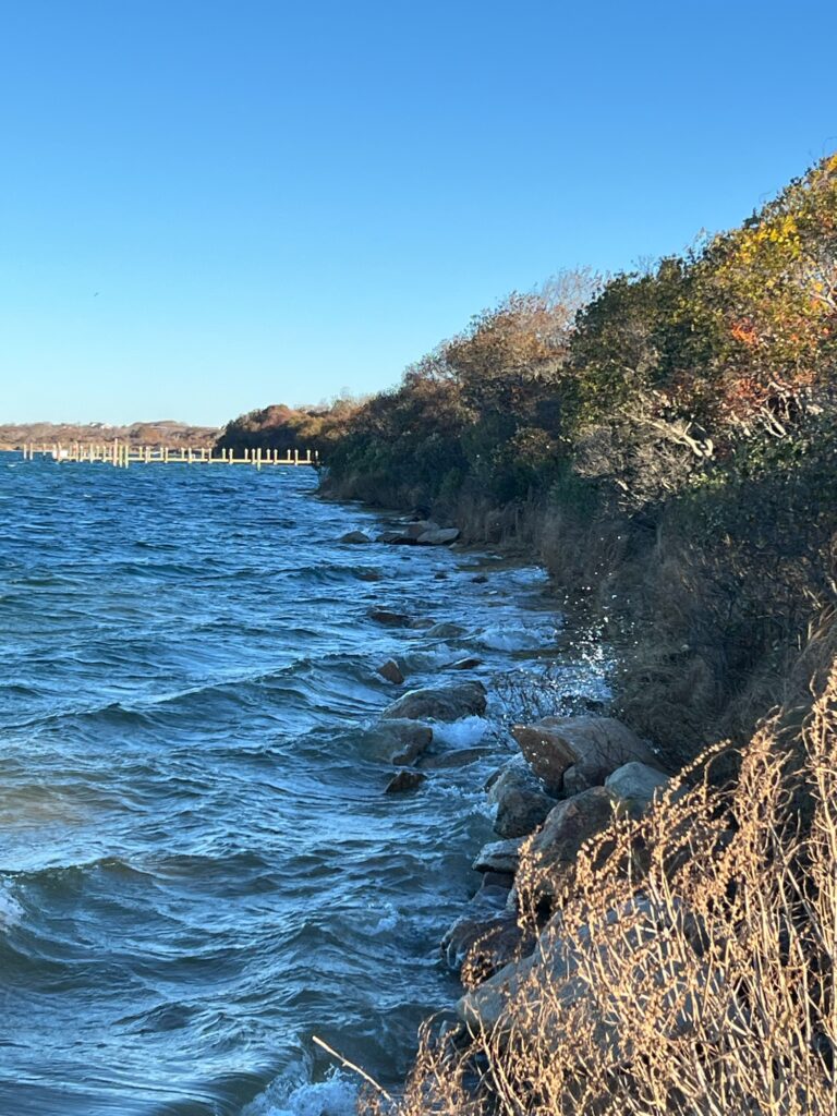 a rocky beach with trees on the side (MyCoast AI)