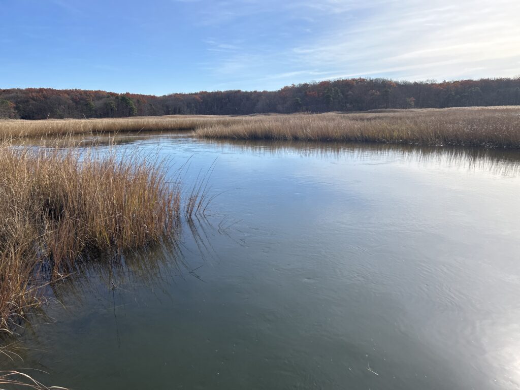 a body of water with grass and trees in the background (MyCoast AI)