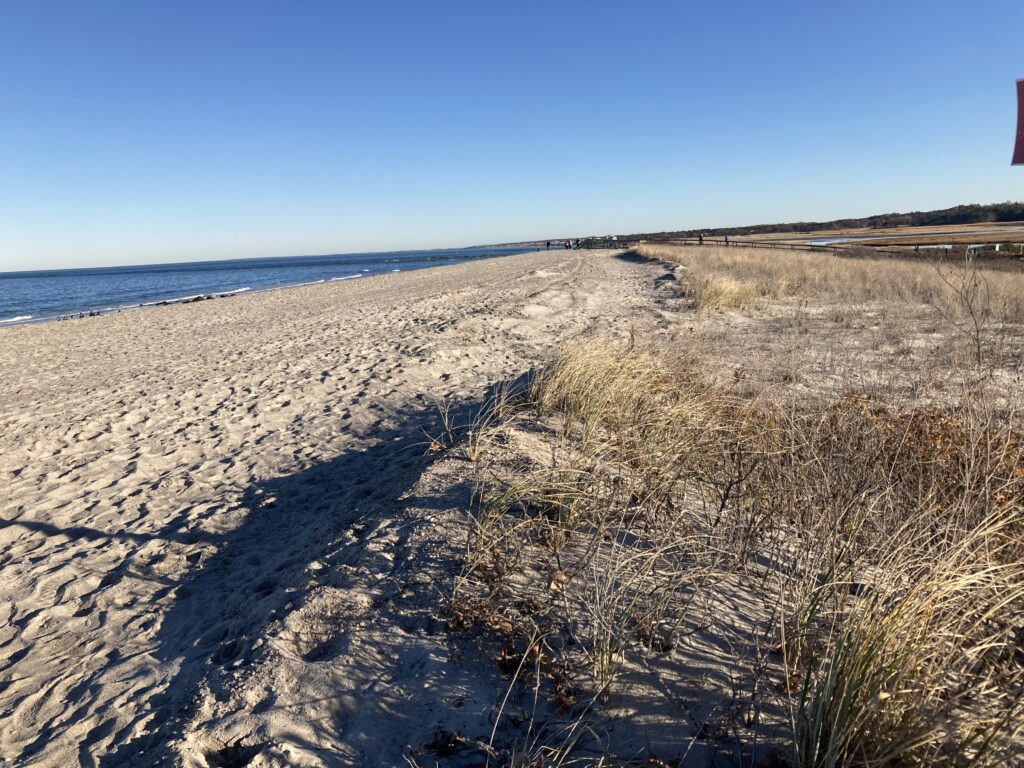 a sandy beach with bushes and water (MyCoast AI)