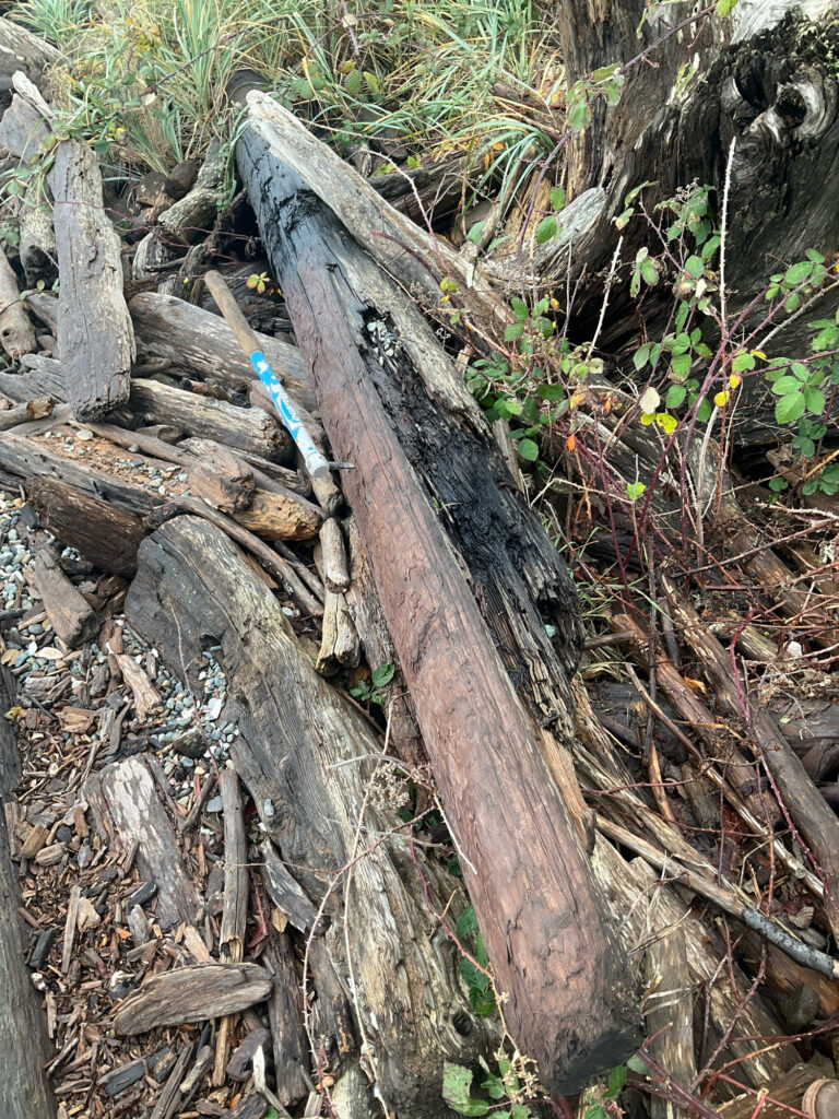a tree stump with a blue object on it (MyCoast AI)