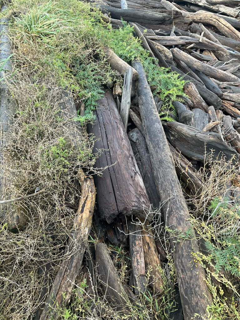a wooden bridge over a stream (MyCoast AI)