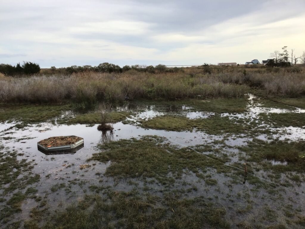 a swamp with a boat in it (MyCoast AI)
