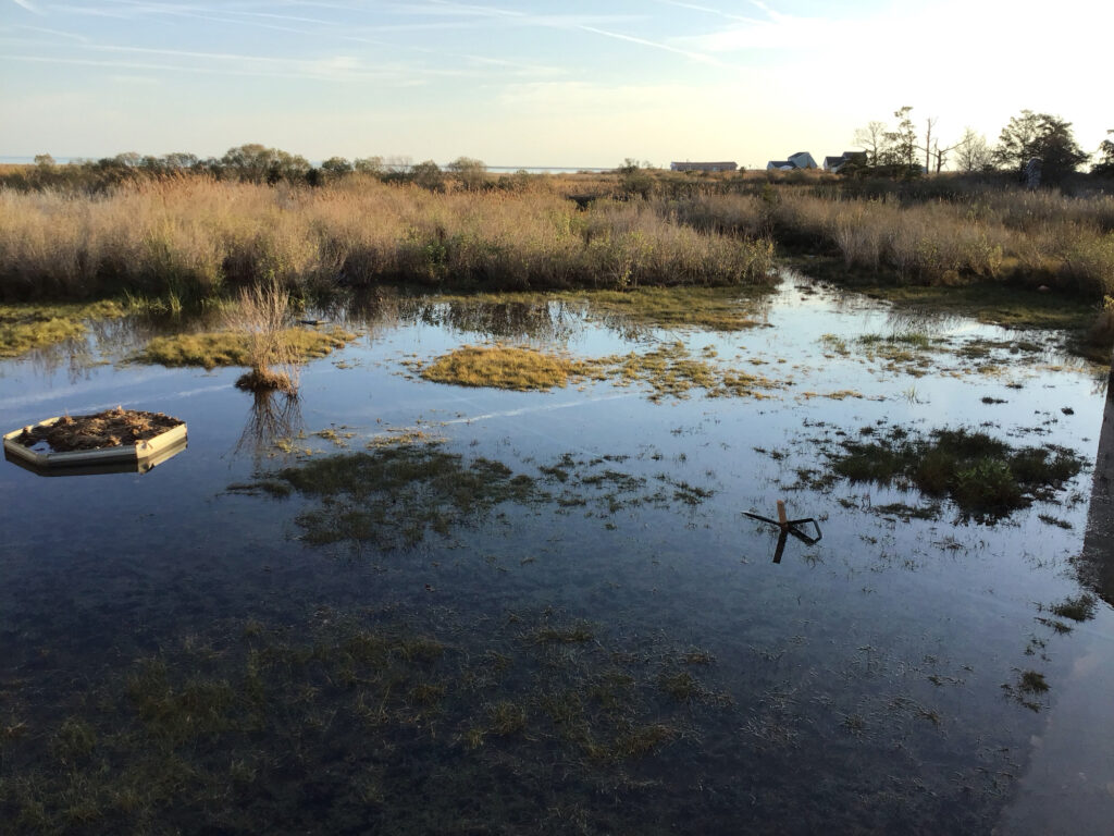 a small boat in a swamp (MyCoast AI)
