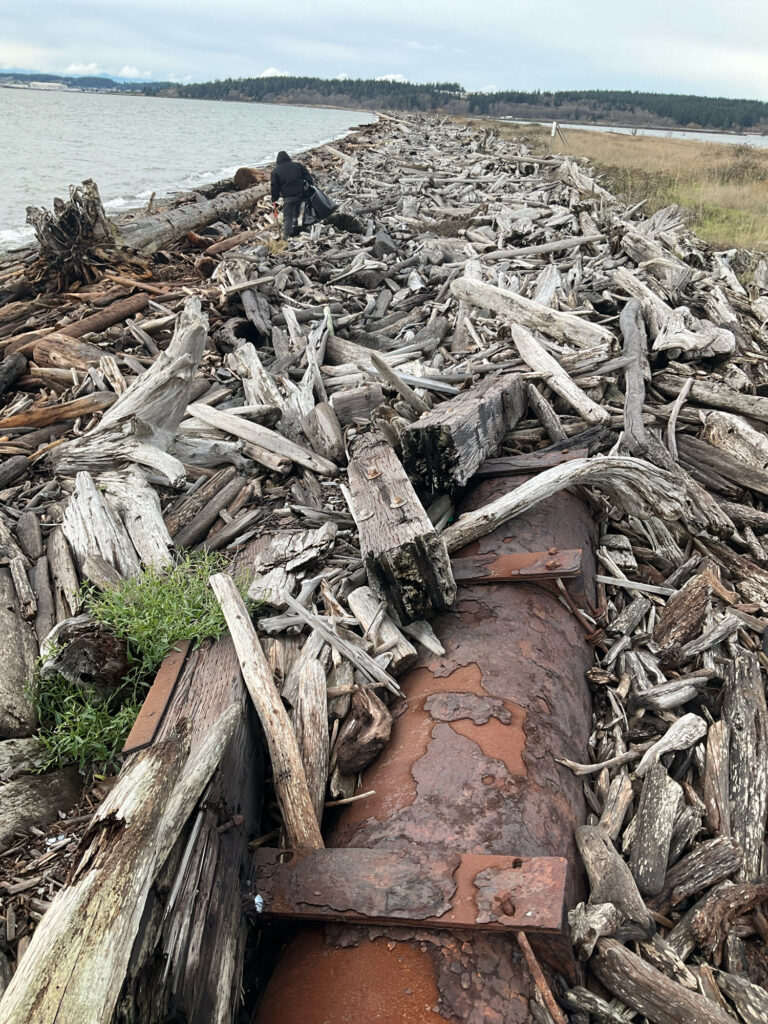 a pile of wood next to a body of water (MyCoast AI)