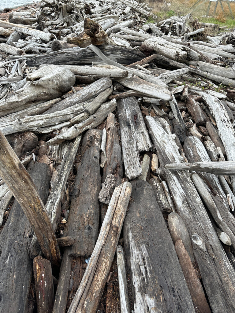 a pile of cut logs (MyCoast AI)