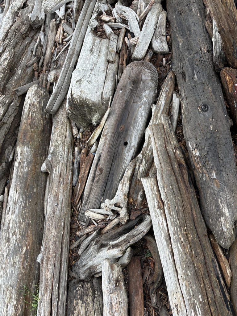 a lizard on a tree (MyCoast AI)