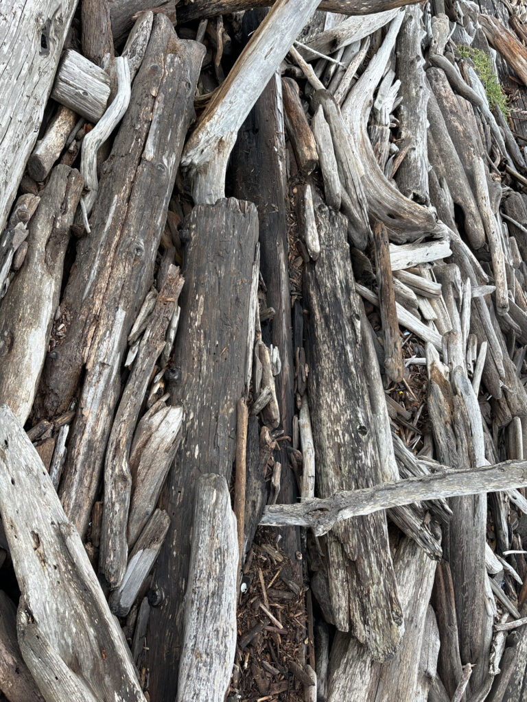a close-up of some wood (MyCoast AI)