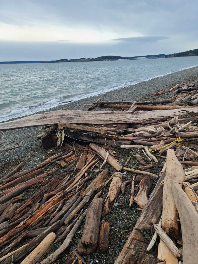 a group of logs on a beach (MyCoast AI)