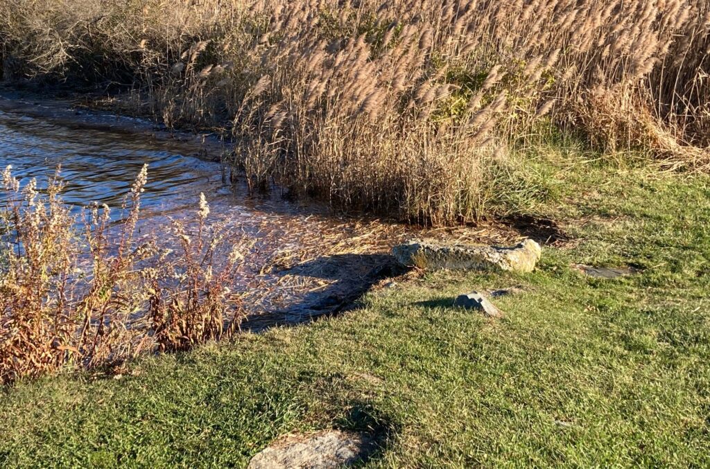 a stream with grass and rocks (MyCoast AI)