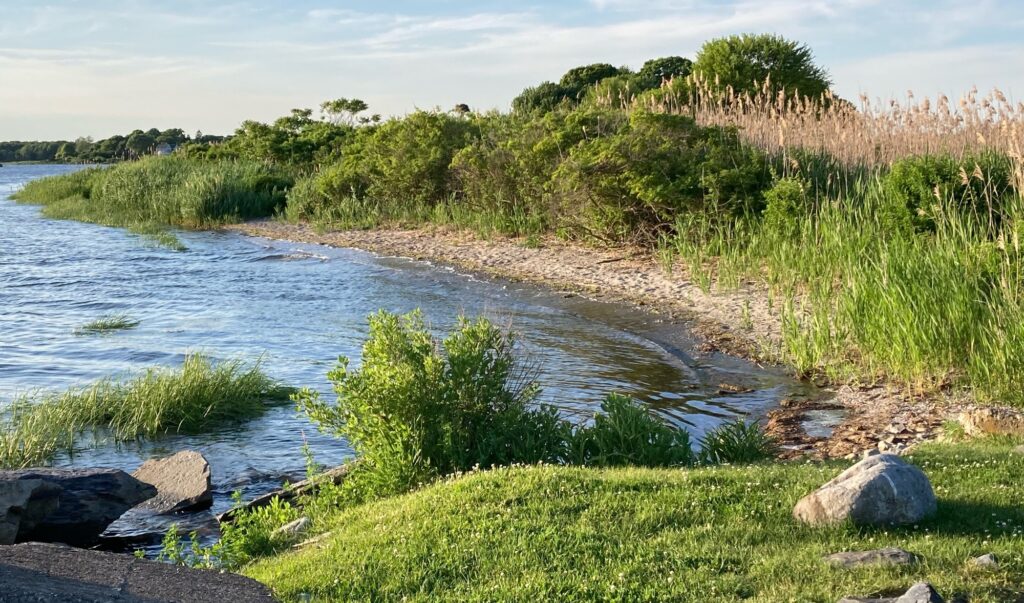 a river with grass and rocks (MyCoast AI)