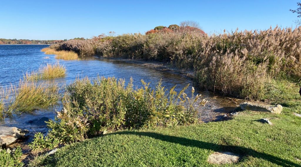 a body of water with grass and trees around it (MyCoast AI)