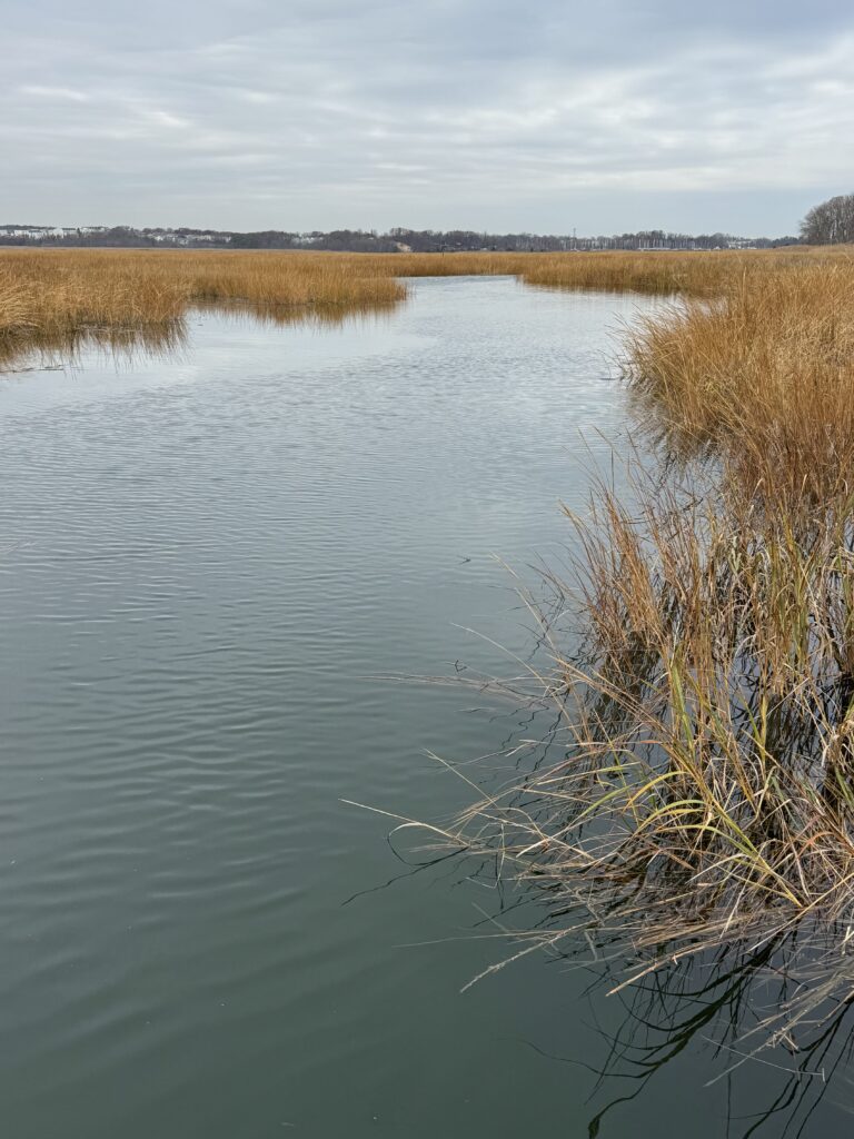 a body of water with tall grass on the side (MyCoast AI)