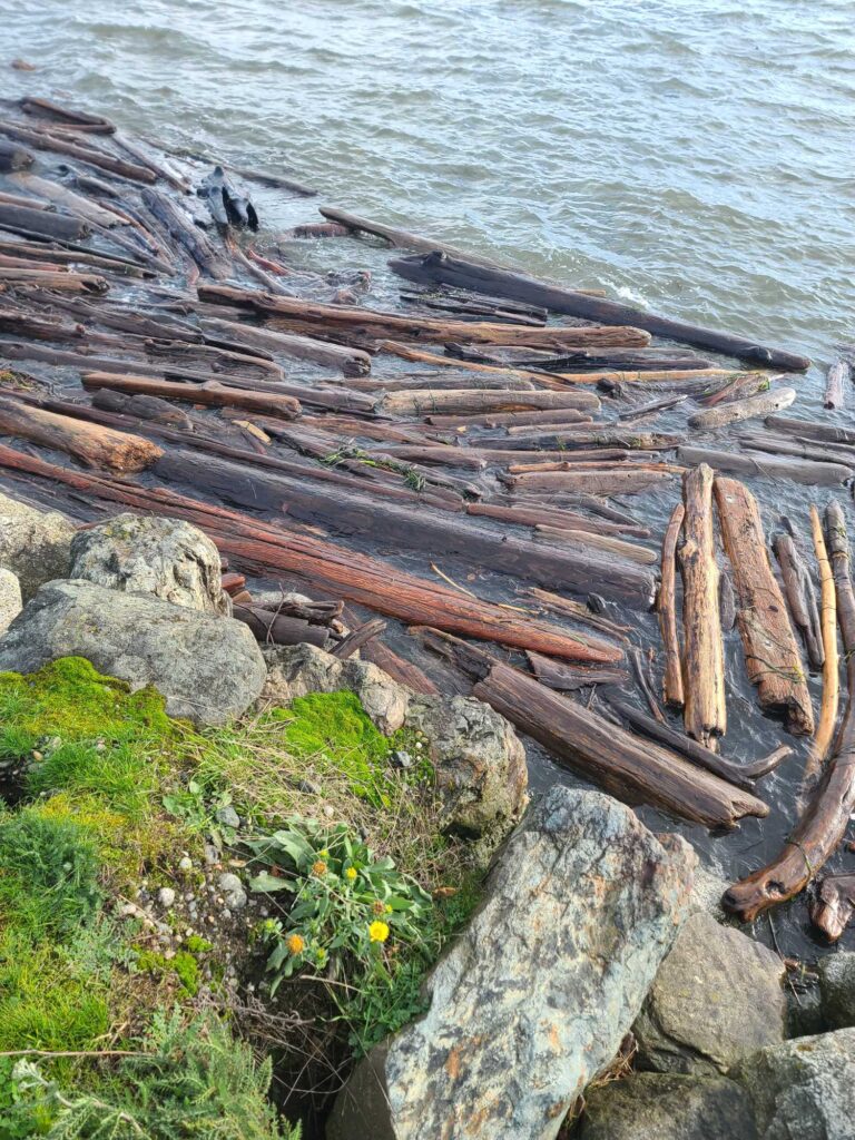 a log on a rocky shore (MyCoast AI)