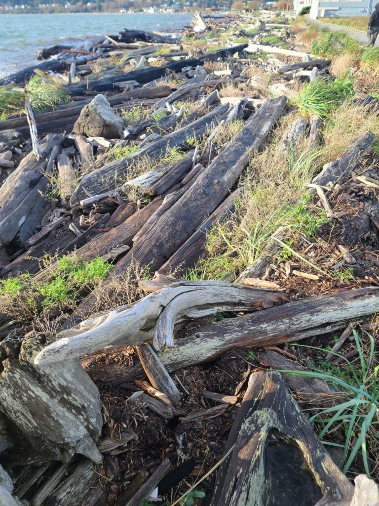 a group of logs on the ground (MyCoast AI)
