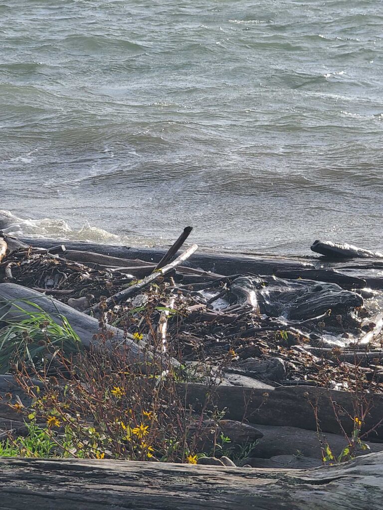 a group of alligators on a rocky shore (MyCoast AI)
