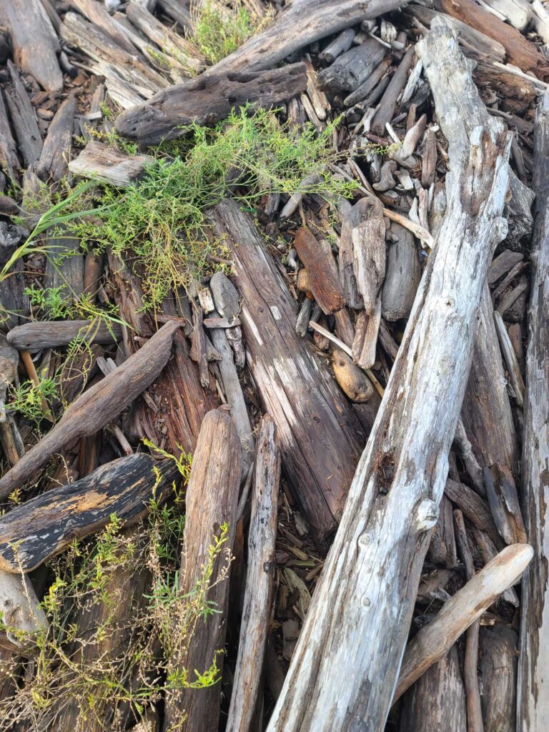 a group of logs (MyCoast AI)