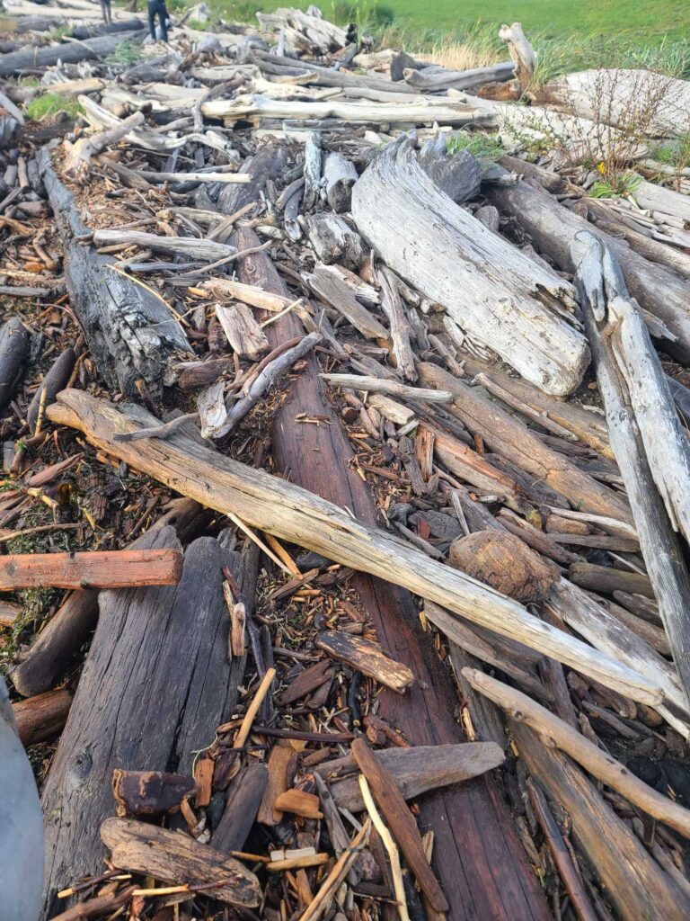 a pile of cut wood (MyCoast AI)