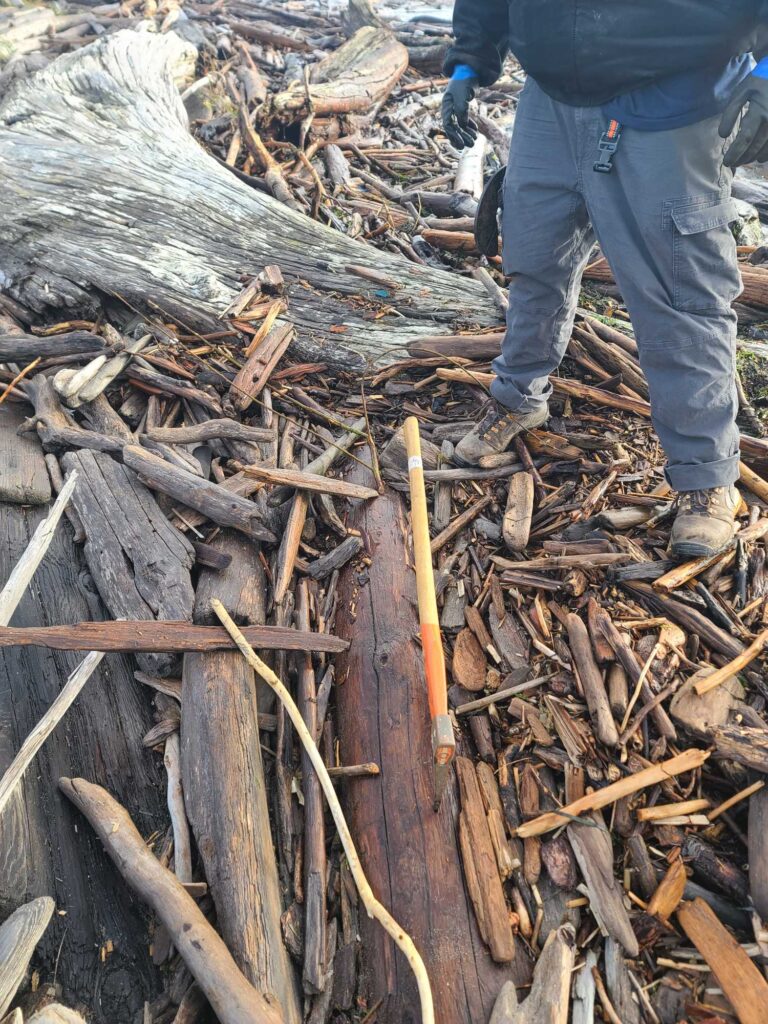 a person standing next to a pile of cut down trees (MyCoast AI)