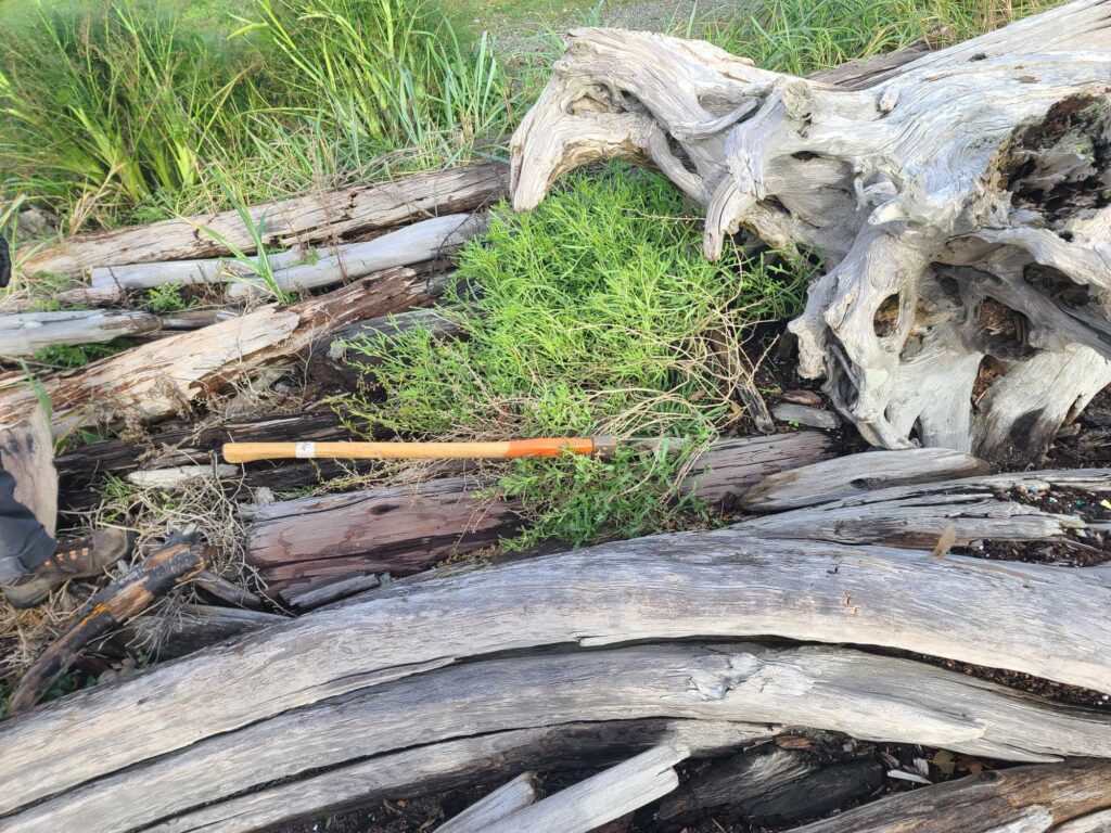 a group of logs and sticks (MyCoast AI)