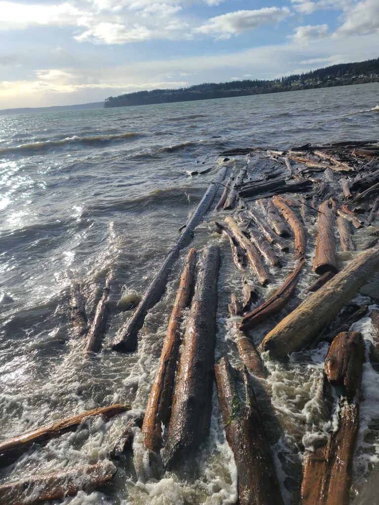 a group of logs in the water (MyCoast AI)