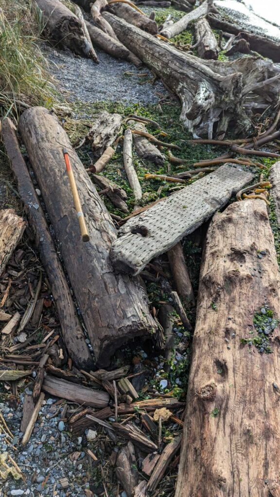a group of logs in a forest (MyCoast AI)