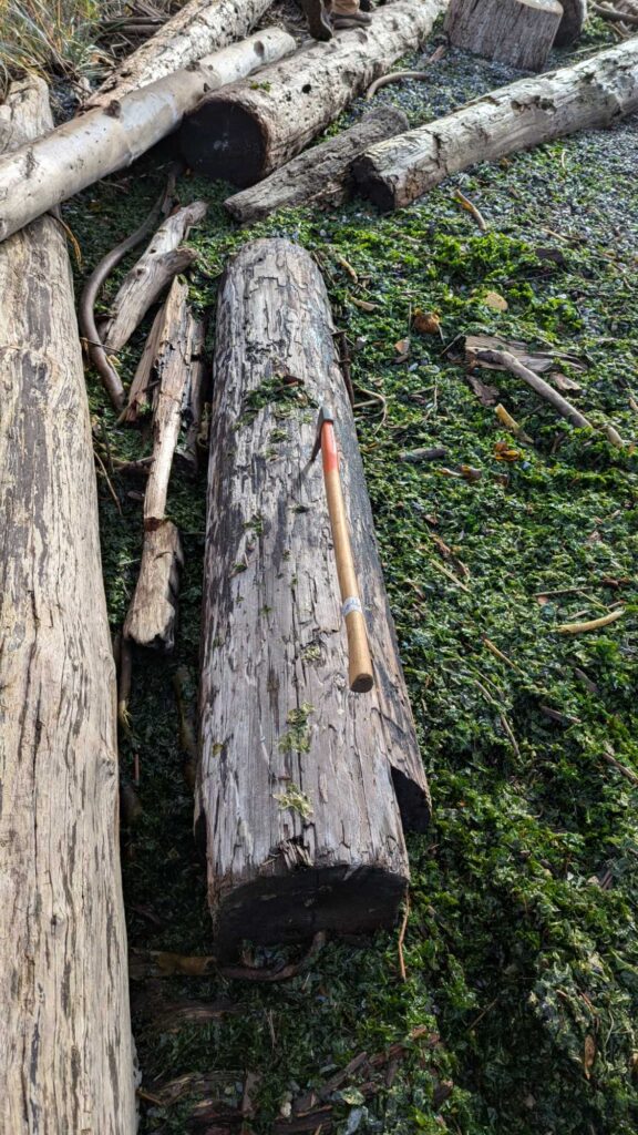 a tree stump with a stick in it (MyCoast AI)