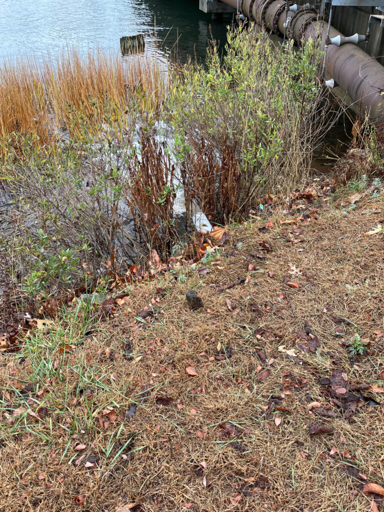 a pile of weeds next to a body of water (MyCoast AI)