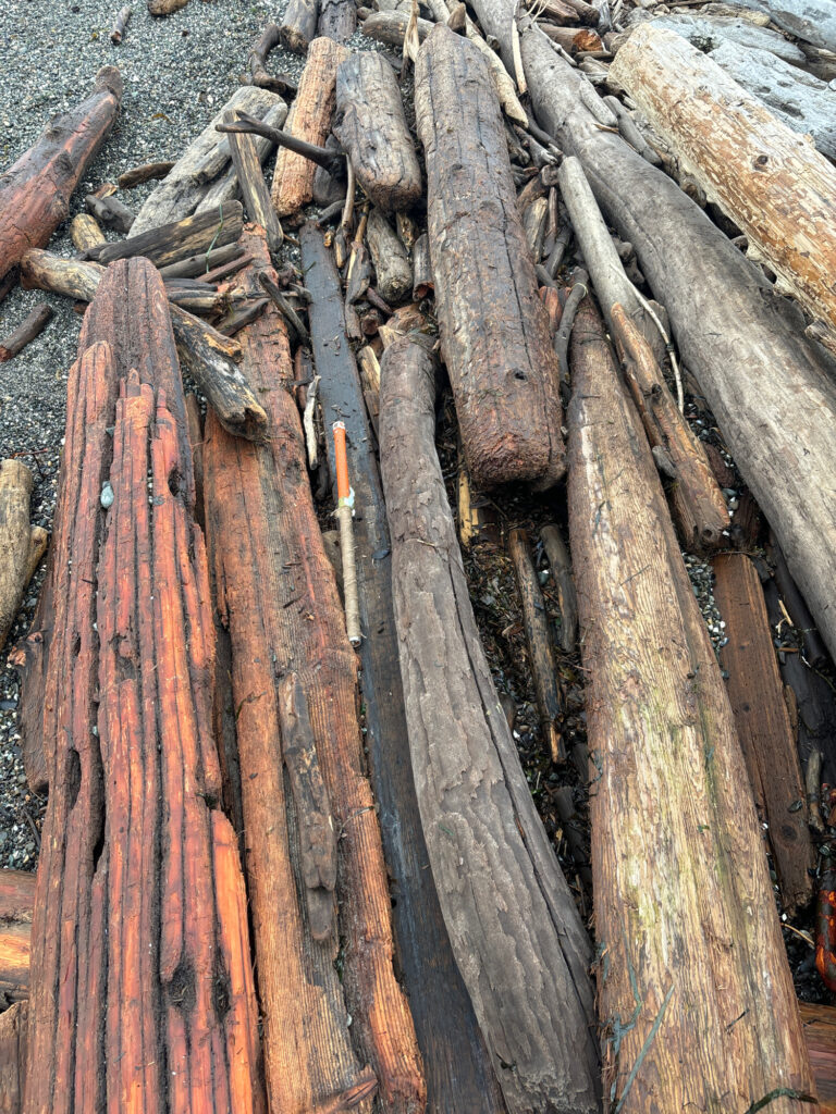a group of cut logs (MyCoast AI)