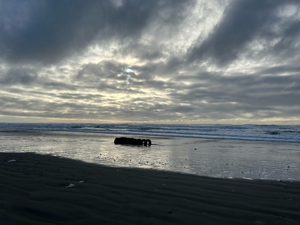 a dog on a beach (MyCoast AI)
