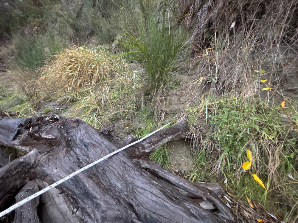 a log in the grass (MyCoast AI)