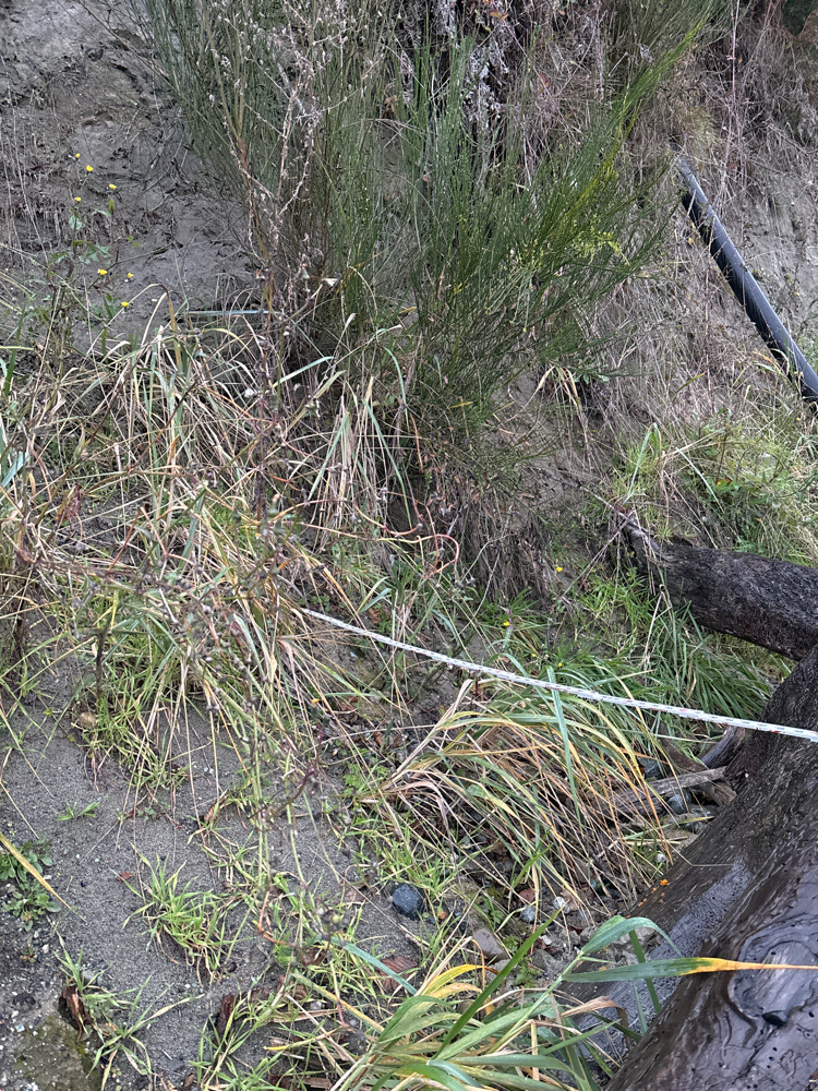 a close-up of some grass (MyCoast AI)