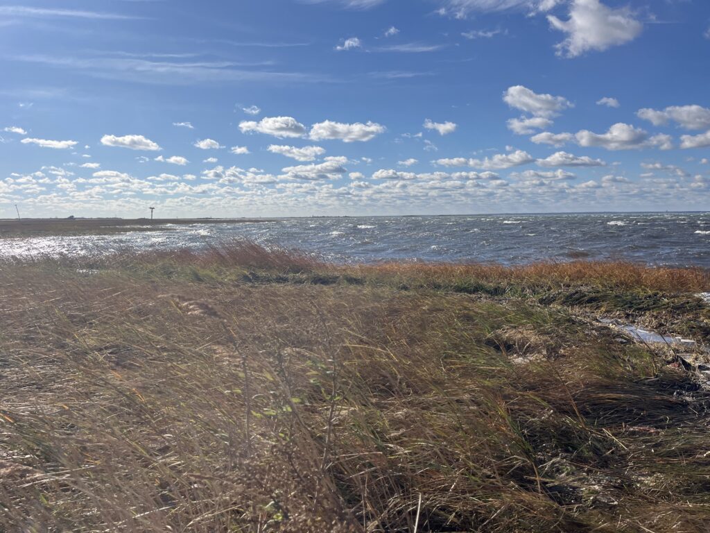 a beach with grass and water (MyCoast AI)