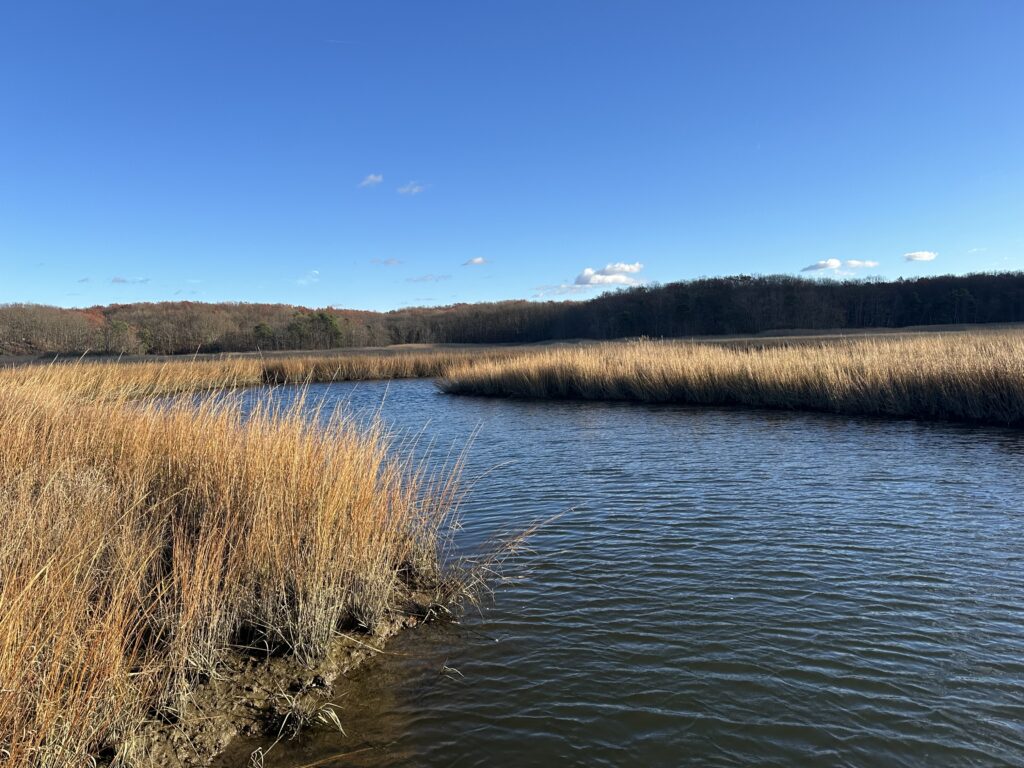 a body of water with grass and trees around it (MyCoast AI)
