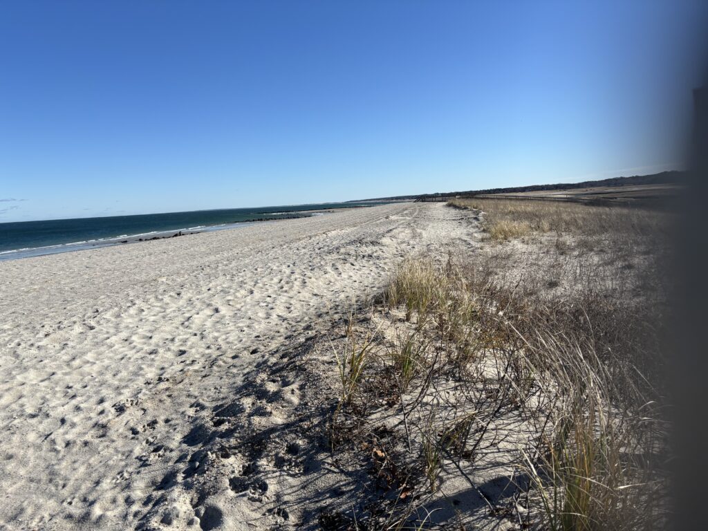 a sandy beach with bushes and water (MyCoast AI)