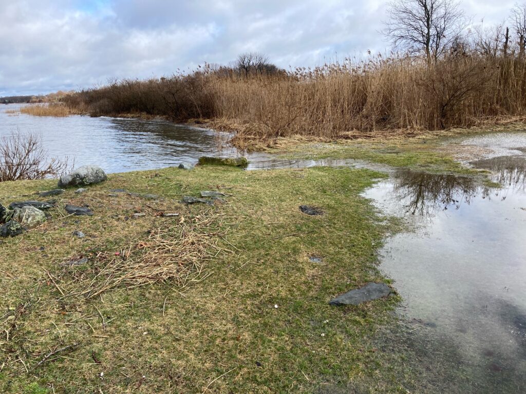 a small pond with grass and trees around it (MyCoast AI)